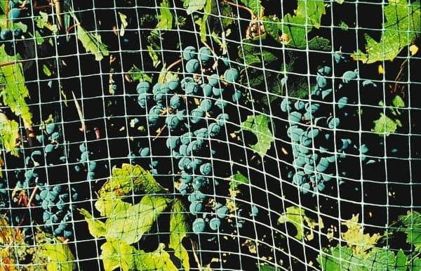 Bird-X - Plastic Bird Control Netting - 1/2 Inch High x 14 Ft. Wide x 200 Ft. Long x 0.018 Inch Thick - Industrial Tool & Supply